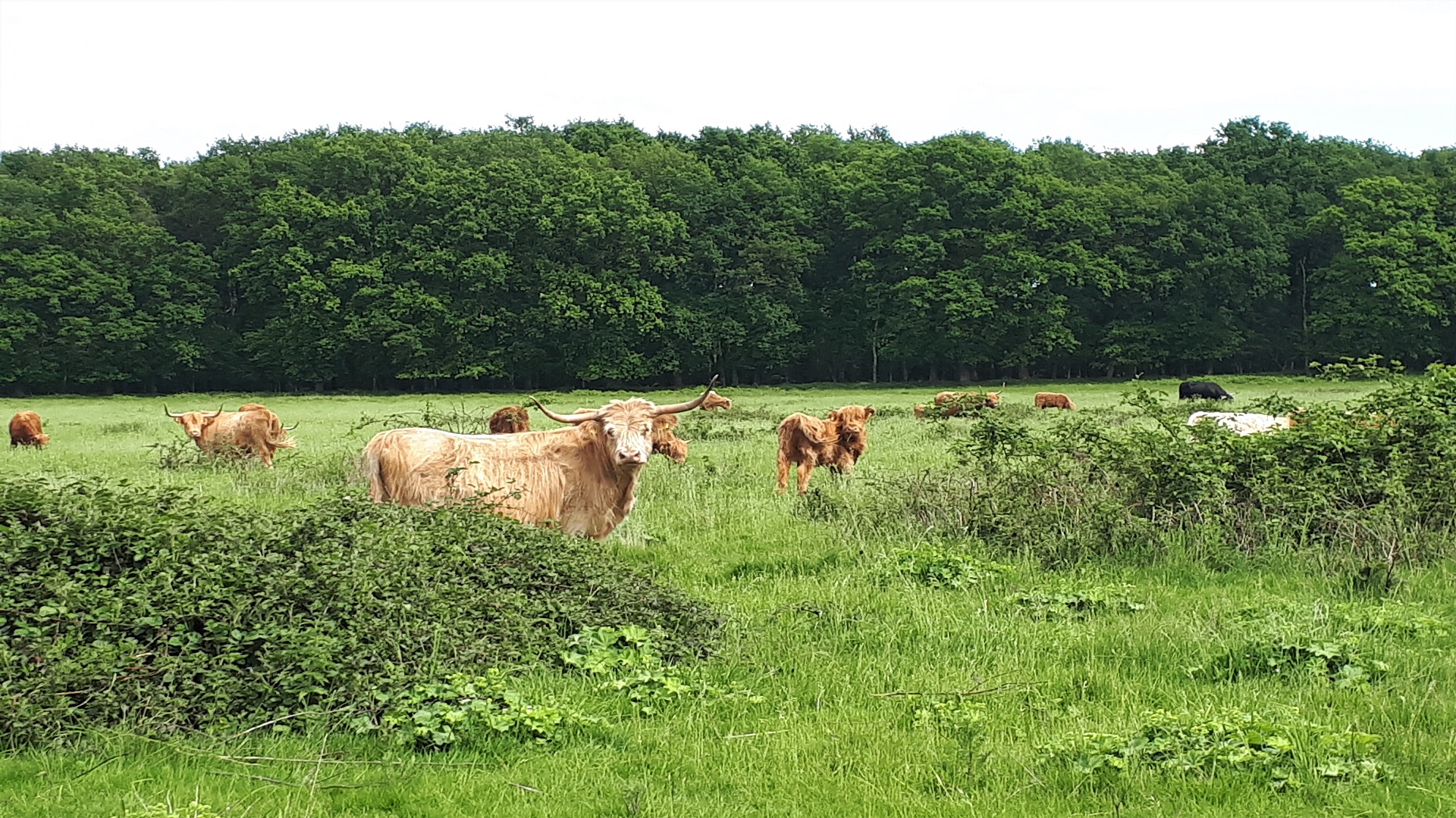 Papier peint – Vaches dans les champs – Allemagne