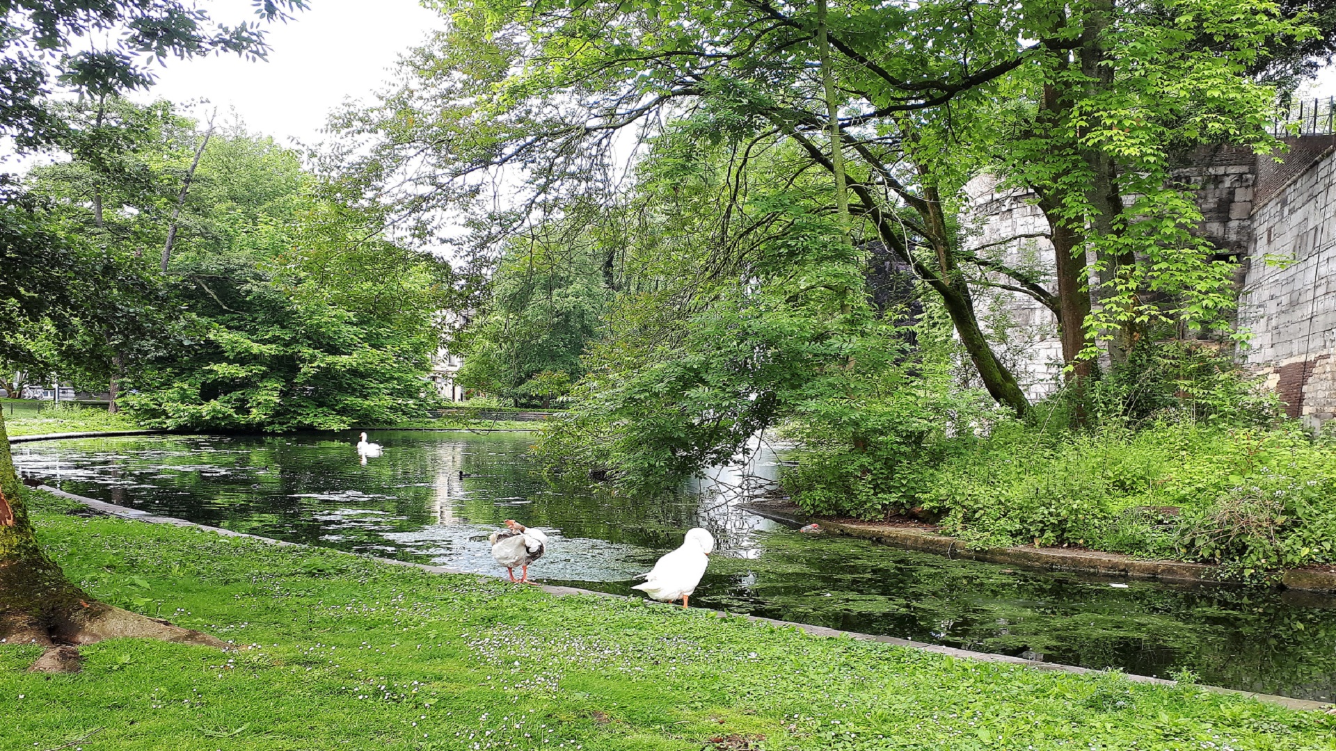 Papier peint – Cygnes dans un étang – Bruges